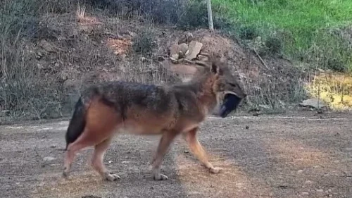 Tekirdağ'ın Kumbağ Mahallesi'nde fotokapana çakal ağzında domuz bacağıyla yansıdı