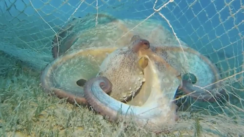 Hayalet ağlarla mücadelede 420 milyon metrekare alan taranarak 360 bin metrekare ağ çıkarıldı