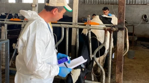 Kırklareli’nde büyükbaş hayvanlar için hastalıktan ari kontroller devam ediyor