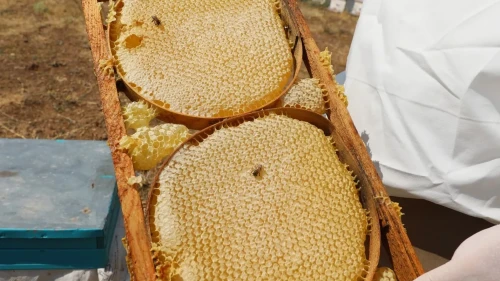 Niğde'de geven balı coğrafi işaretle tescillendi