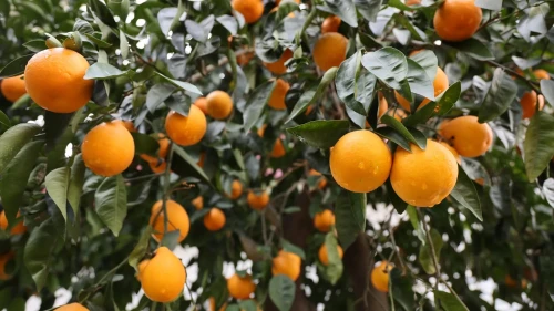 Adana'da 4 günlük yağmur çiftçiyi sevindirdi