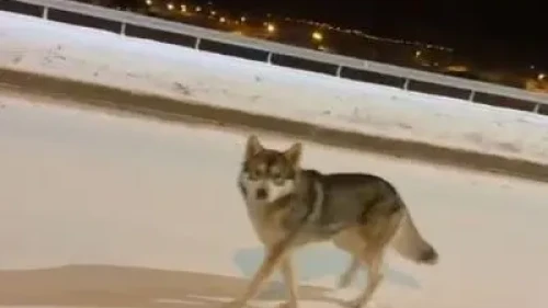 Ardahan'da şehir merkezine inen kurt vatandaşlar tarafından görüntülendi