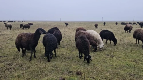 Muş'un Hasköy ilçesinde hava sıcaklığının mevsim normallerinin üzerinde seyretmesi besicileri sevindirdi