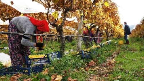 Sarıgöl'de Sultaniye üzüm hasadında sona yaklaşıldı