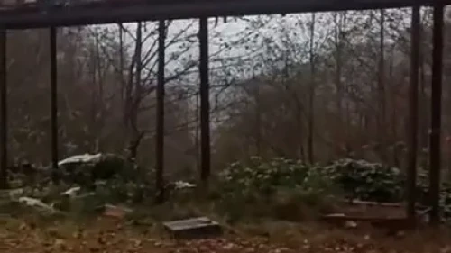 Rize’de ayıların kovanlara saldırısına demir profilli tezgah da çare olmadı