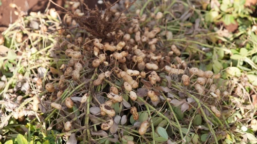 Adıyaman'da yer fıstığı hasadı ve sera çalışmaları başarıyla tamamlandı