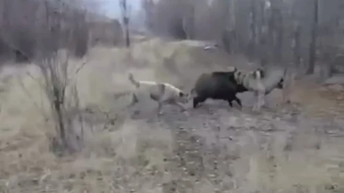 Muş'ta yaban domuzunu kovalayan çoban köpeklerinin görüntüleri sosyal medyada ilgi gördü