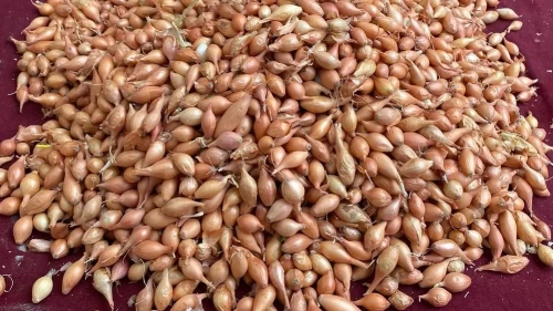 Manisa'da soğan üreticilerine dikim için ideal zamanın geldiği uyarısı yapıldı