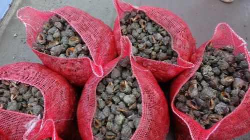 Karadeniz’de deniz salyangozu ve taraklı medüz ekosistemi tehdit ediyor