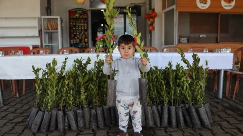 Ula'da üreticilere 31 bin defne fidanı dağıtıldı