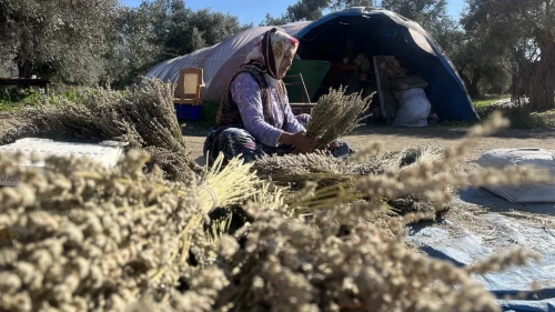 Bayındır’da nergis ve kuru çiçek festivali başlıyor