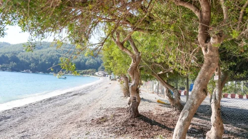 Akbük Plajı’nda devrilen sakız ağacı yeniden dikildi