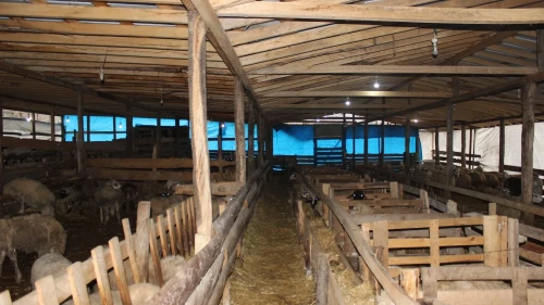 Sinop'un Türkeli ilçesinde örnek koyunculuk projesine başarı plaketi verildi