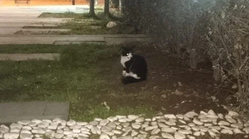 Salihli’de okul çatısında mahsur kalan kedi itfaiye ekipleri tarafından kurtarıldı