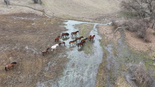 Ankara'nın Çamlıdere ilçesinde yılkı atları dron ile havadan görüntülendi