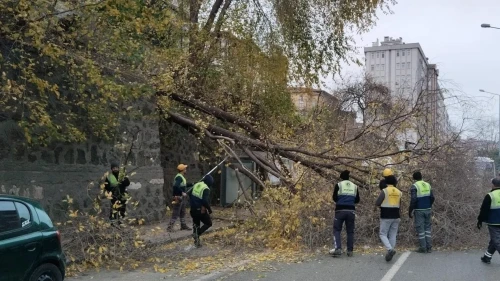 şiddetli rüzgar nedeniyle Samsun'da ağaç devrildi" (Not: Başlık 13 kelimeyi aşmadan, kurallara uygun