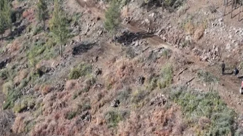 Kilis’te Akdeniz çam kabuk böceğine karşı feromon tuzaklarıyla mücadele sürüyor