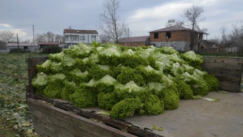 Bafra Ovası'nda marul üretimi düşük fiyatlar nedeniyle üreticiyi zorluyor