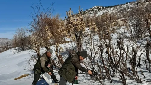 Gercüş'te orman ekibi doğadaki canlıları yalnız bırakmadı
