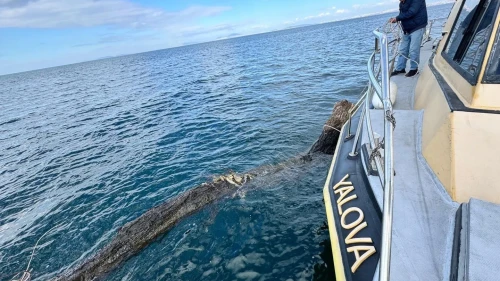 Marmara Denizi’nde feribot trafiği için tehlike oluşturan yüzen ağaç kıyıya çekildi