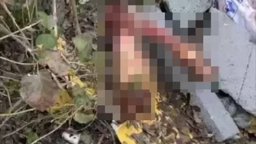 Sakarya'da otoyol kenarında bulunan kemikler jandarmayı at kasaplarına götürdü