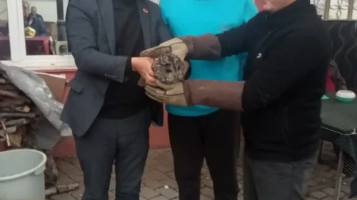 Aydın'da kahvehane camına çarpan baykuş muhtar ve belediye tarafından kurtarıldı