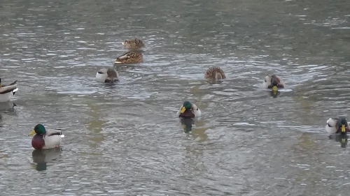 Kars'ta aşırı soğuklar nedeniyle yeşilbaş ördekler şehir merkezine indi