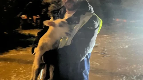 İzmir’de sağanak yağış sonrası mahsur kalan hayvanlar itfaiye ekipleri tarafından kurtarıldı