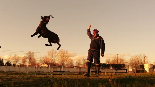 Sakarya itfaiyesinin eğitimli köpekleri operasyonlar için hazır bekliyor
