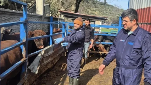 Menteşe’de ithal besilik hayvanların sağlık kontrolleri tamamlandı