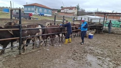 Kütahya’da Brezilya menşeli sığırlar için aşılama ve sağlık kontrolleri yapıldı