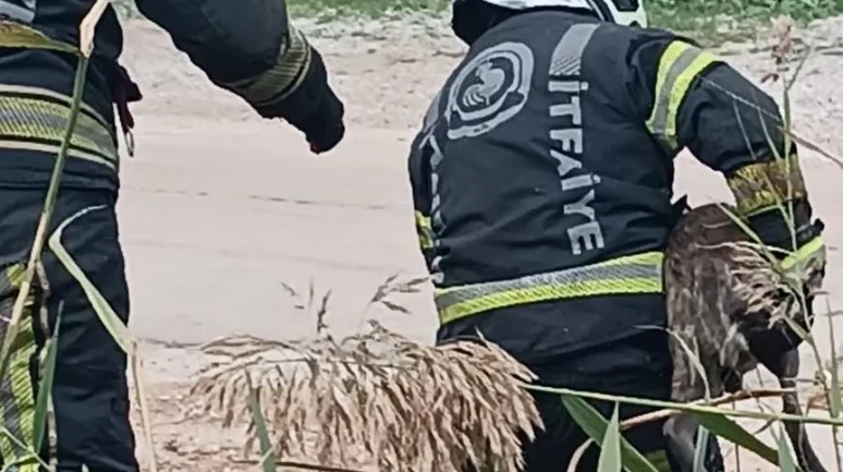 Denizli'de fosseptik çukuruna düşen köpek itfaiye ekipleri tarafından kurtarıldı