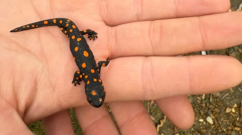 Van’da nadir rastlanan benekli semender doğa yürüyüşü sırasında görüldü