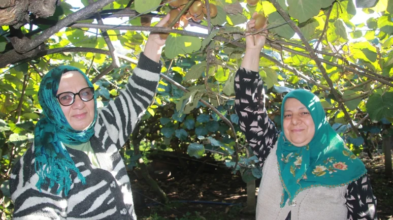 Ordu'da kivi hasadı devam ediyor, ekonomiye 500 milyon TL katkı bekleniyor