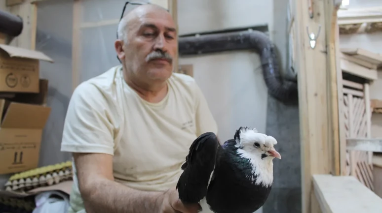 Bayburt güvercini dünya literatürüne "Türk fısıldayıcısı" olarak geçti