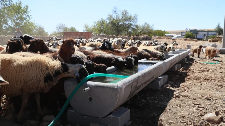 MARDIN Büyükşehir Belediyesi 5 Ilçede 330 Sıvat Dağıttı