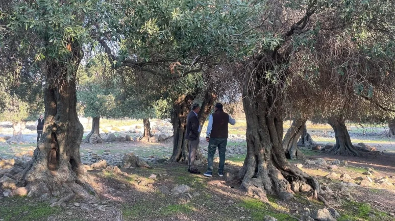 Gökçeada'da dünyada nadir bulunan ladolia zeytinleri doğal yöntemlerle yetiştiriliyor
