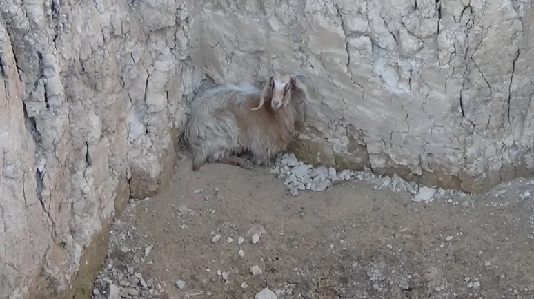 Uşak'ta dört metrelik çukura düşen keçi itfaiye ekiplerince kurtarıldı