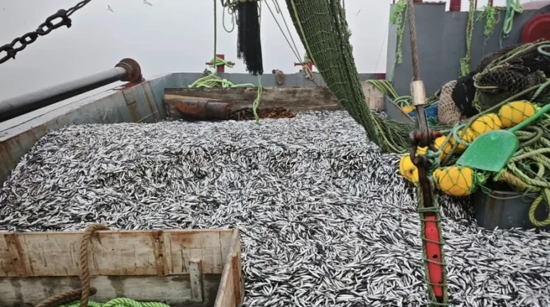 Samsun’da 1 milyon 843 bin 550 kilo hamsi denetimden geçirildi