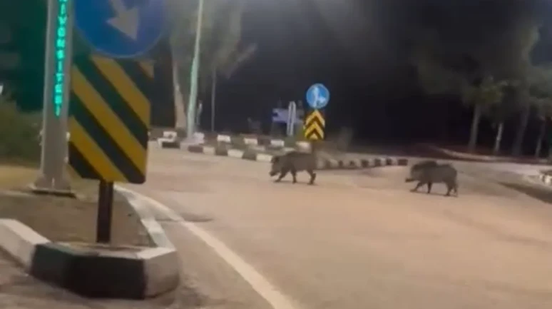 Adana'da Çukurova Üniversitesi yerleşkesine sürü halinde giren domuzlar görüntülendi