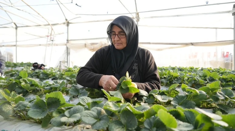 Niğde'de topraksız tarım yöntemiyle çilek üretimi kadın emeğiyle büyüyor