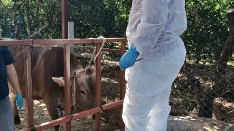 Nazilli'de şap hastalığıyla mücadele çalışmaları üç mahallede yoğun şekilde sürüyor