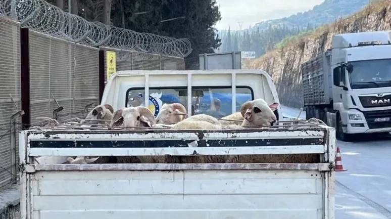Aydın’da Hayvan Hastalıklarıyla Mücadele Için Yol Kontrolleri Sürüyor