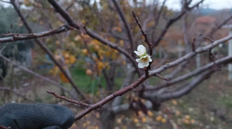 Manisa'nın Sarıgöl ilçesinde erik ağacı zemheri soğuğuna rağmen çiçek açtı