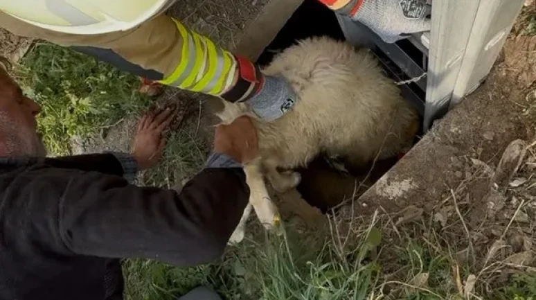 Hatay'da kuyuya düşen koyun itfaiye ekipleri tarafından kurtarıldı