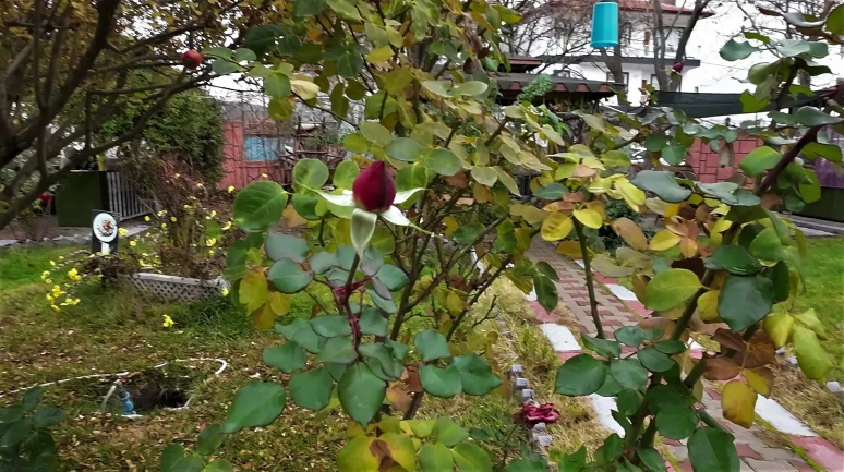 Yozgat'ta yalancı bahar etkisiyle aralık ayında güller ve çiçekler açtı