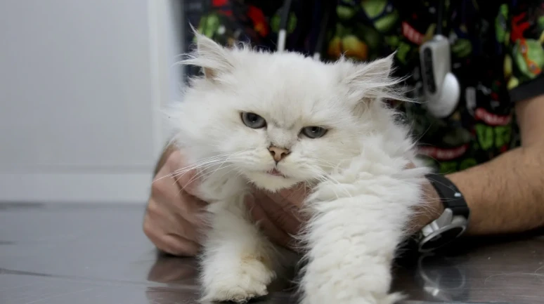 Adana’da British Longhair kedide dünyada ilk kez görülen genital anomali operasyonla düzeldi