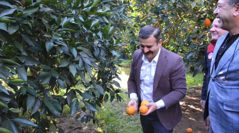 Muğla’da Köyceğiz Kaymakamı Kumcu portakal hasadına katıldı