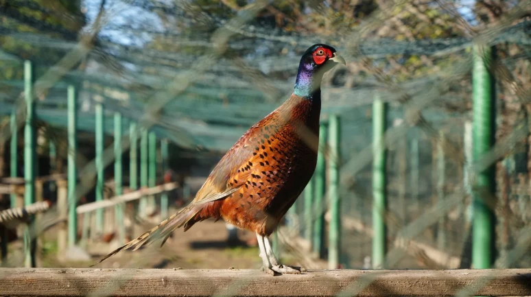 Samsun’da kahverengi kokarca ile mücadelede 3 bin sülün doğaya salındı
