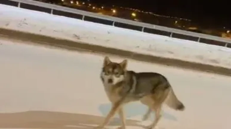 Ardahan'da şehir merkezine inen kurt vatandaşlar tarafından görüntülendi
